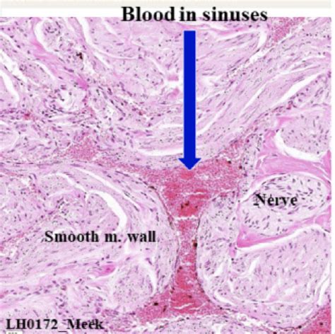 Repro Histo Exam 1 Flashcards Quizlet