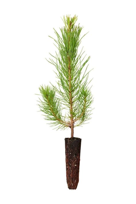 Pine Tree Seedling