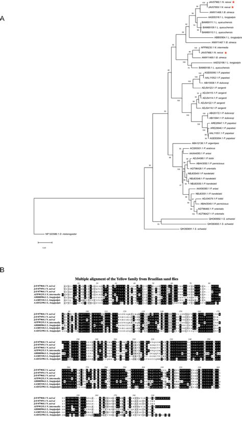 Molecular Phylogenetic Analysis And Sequence Alignment Yellow Related