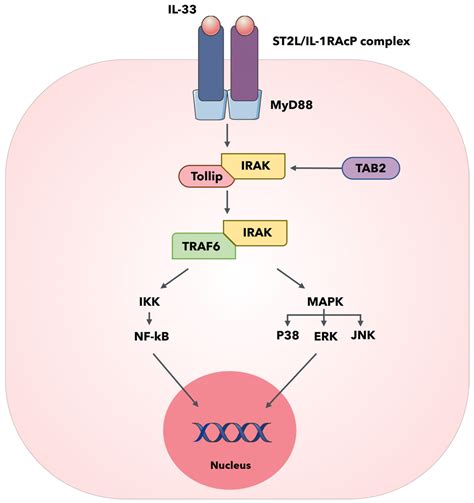 Biomedicines Free Full Text The St2il 33 Pathway In Adult And