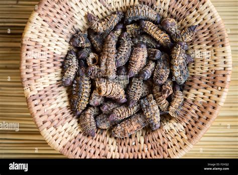 Mopane Worms Hi Res Stock Photography And Images Alamy