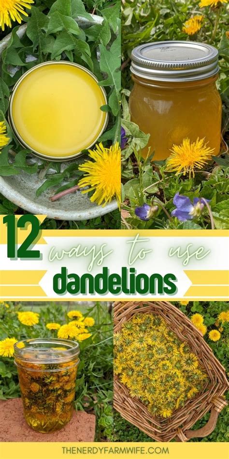 How To Make Dandelion Infused Oil Artofit