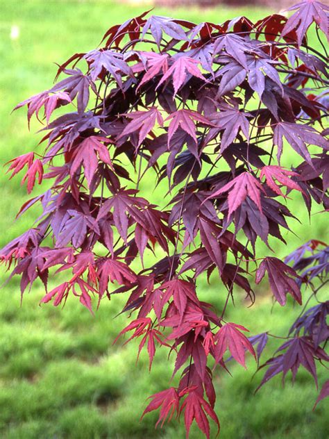 Bloodgood Japanese Maple J Frank Schmidt Son Co