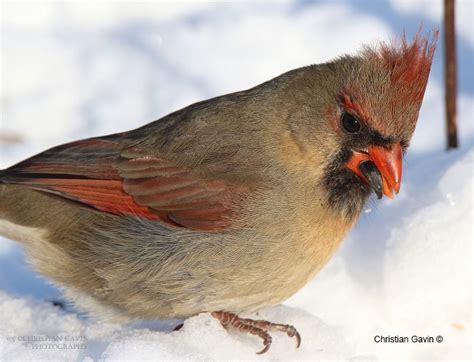 Canadian Birds The Canadian Nature Photographer