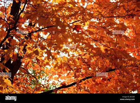 Canadian fall foliage Stock Photo - Alamy