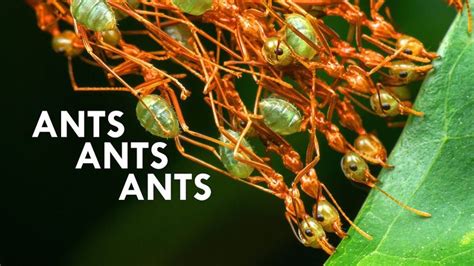 Weaver Ants These Ants Turn Themselves Into Chains Feat Antscanada