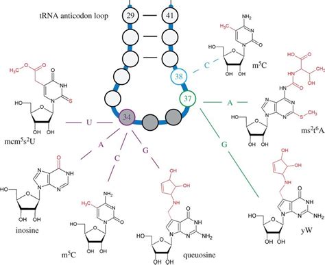 Selected Modified Ribonucleosides In The TRNA Anticodon Stem And Loop