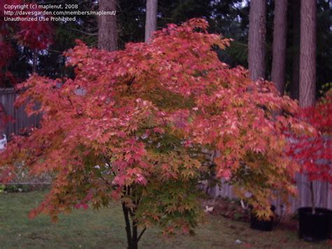 Plantfiles Pictures Japanese Maple Orange Dream Acer Palmatum By Maplenut