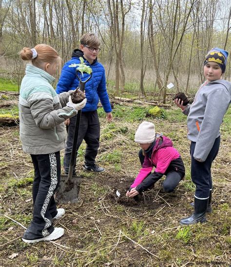 Schulisches Langzeitprojekt Eichen F R Den Stralsunder Stadtwald