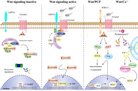 A Schema Of Canonical And Non Canonical Wnt Signaling Pathway Download Scientific Diagram