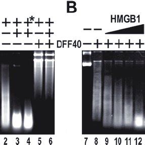 Hmgb Protein Stimulates Naked Dna Cleav Age By Dff Endonuclease