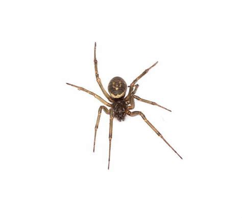 False Black Widow Spider Identification Terminix Pest Library