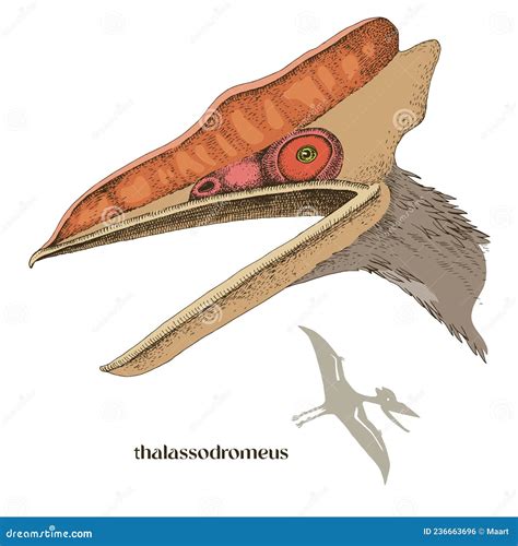 Hand Drawn Realistic Pterosaur Thalassodromeus Stock Vector