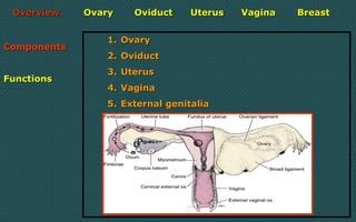 Female Reproductive System Ppt