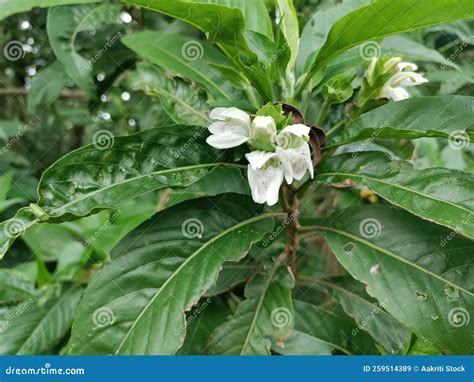 Adulsa Plant Also Called Malabar Nut. Justicia Adhatoda, Commonly Known ...