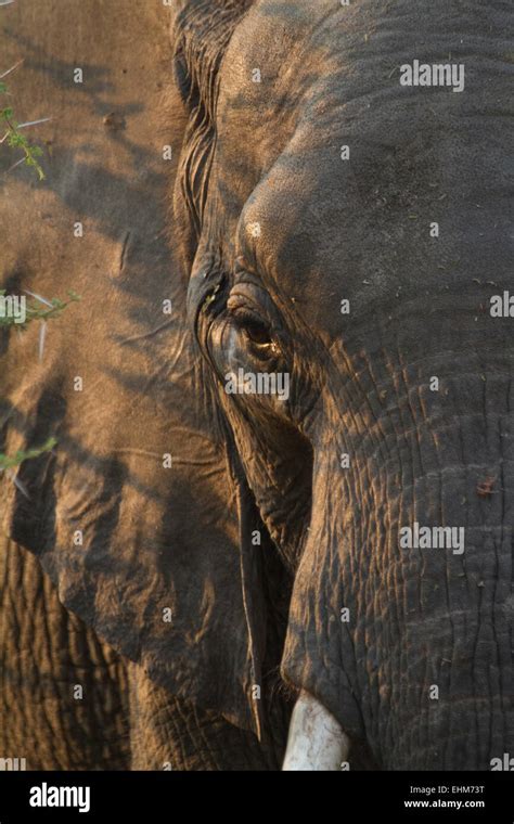 Female African Bush Elephant Loxodonta Africana Head With Dappled