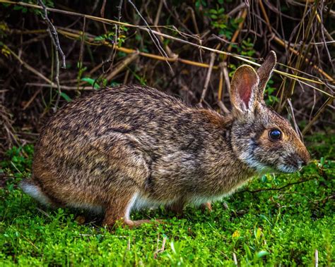 Discover The Fastest Animals In Indiana A Z Animals