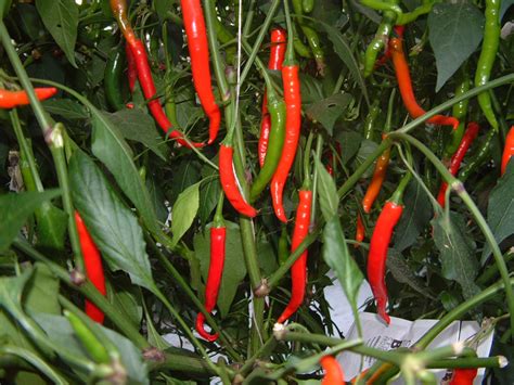 Types Of Chilli Plants - Plants BG