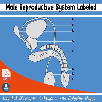 Male reproductive system labeled by Graphics 4 Print | TPT