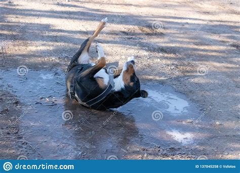 A Big Homeless Dog Stands on the Ice of a Winter Frozen Water, Appenzeller Mountain Dog Stock ...