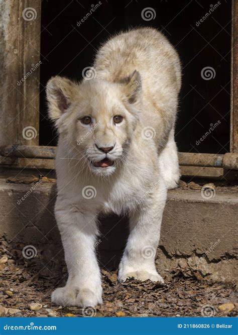 White Lion Cub in the Door of the House Stock Photo - Image of door
