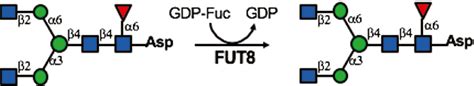 Fut From Biochemistry To Synthesis Of Core Fucosylated N Glycans