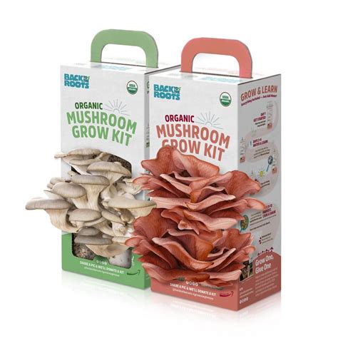 Best Mushroom Grow Kit For Beginners: Top 5 Kits In 2024