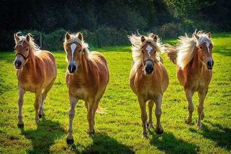 Haflinger Horse Breed Profile Facts Colors Pictures