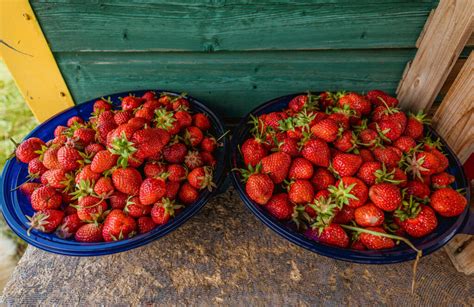 Rosé Weiss Rotweine Erdbeeren Grünspargel Häusermann Weinbau