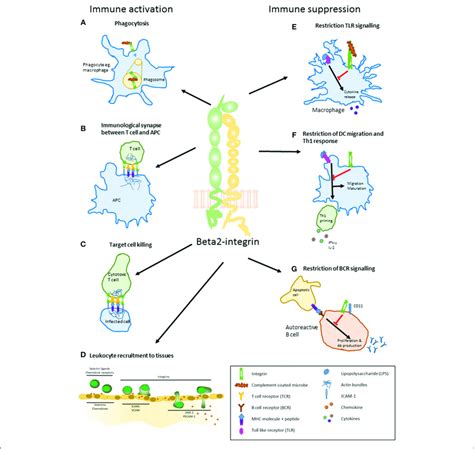 main roles  beta integrins  immune activation