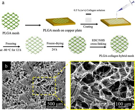 Preparation Of PLGA Collagen Hybrid Mesh Schematic Illustration Of The