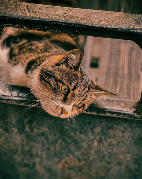 The Surprising Ways Cats Perceive Human Appearance: A Feline Perspective - Hunter Games Magazine