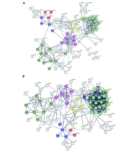 Predicted Protein Protein Interactions Among Wt Ev Proteins