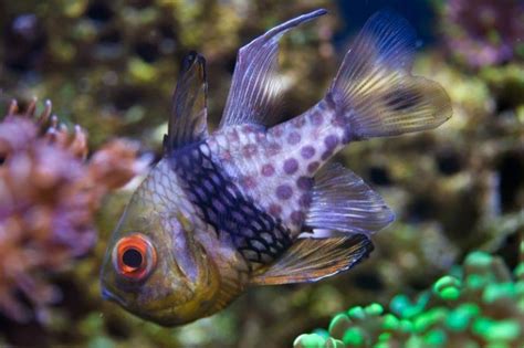 Les meilleurs poissons d aquarium récifal