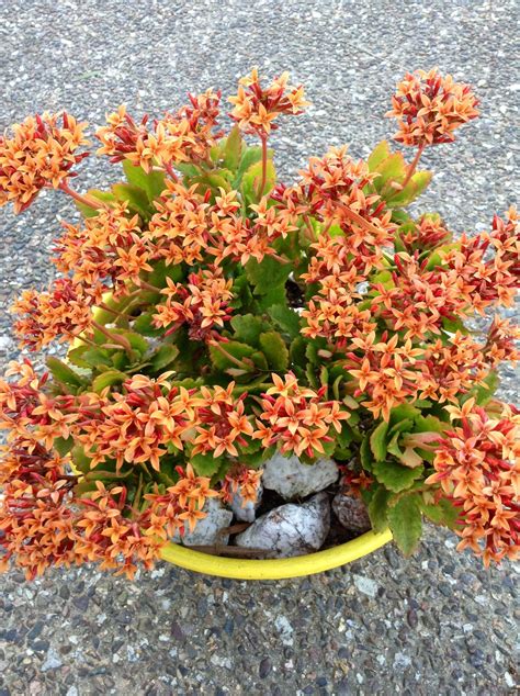 Kalanchoe Blossfeldiana Single Orange Kalanchoe Blossfeldiana Succulents Plants