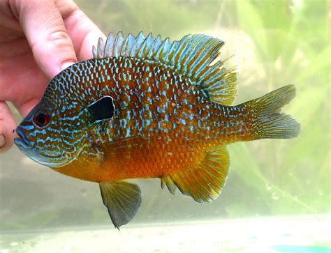 Longear Sunfish From Makanda Il Usa On June At Pm