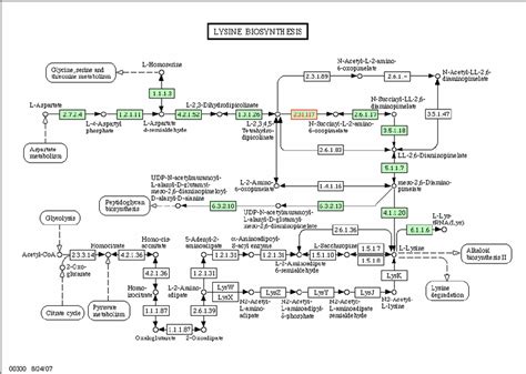 Lysine Biosynthesis Pathway There Were Two Identified Proteins Were Download Scientific