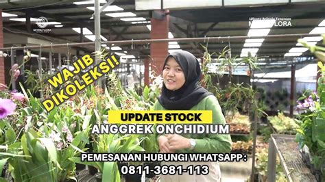 ANGGREK ONCHIDIUM READY STOCK MITRA FLORA NUSANTARA YouTube