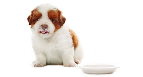 Feeding a Shih Tzu Puppy: How Best to Care for Your New Pup