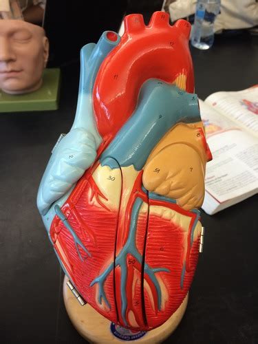 Lab Human Heart Model Flashcards Quizlet