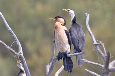 Little Pied Cormorant Microcarbo / Phalacrocorax melanoleucos