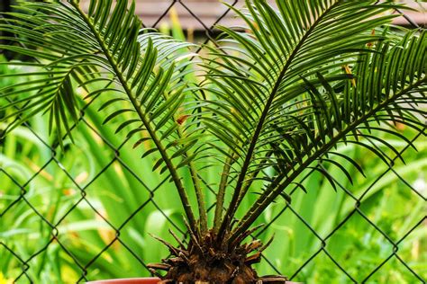 How To Grow And Care For Sago Palm Plantly