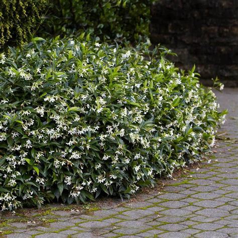 Star Jasmine Plants For Sale