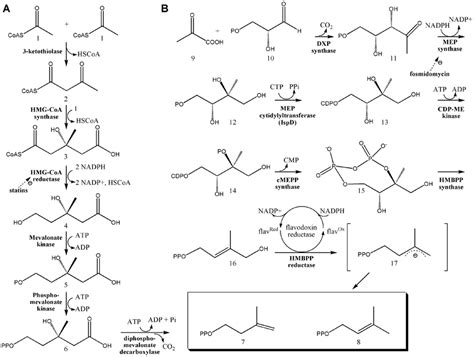 Two pathways of isoprene biosynthesis. A) The MVA Pathway. Three ...