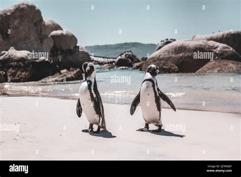 Pinguine Am Boulders Beach Kapstadt Stock Photo Alamy