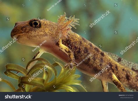 salamander larvae   royalty  licensable stock