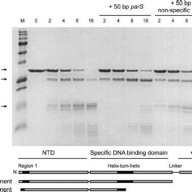 Specific Binding Of Parb To The Pars Sequence Electrophoretic Mobility