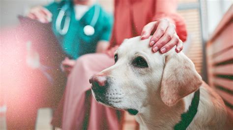 Sverminazione del cane cos è quando e come farla