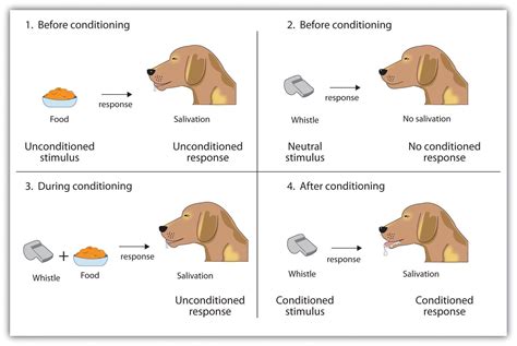 Classical Conditioning Stimulus Response Theory Mechanisms And Examples