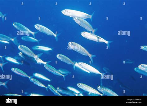 Bogue Boops Boops Stock Photo Alamy